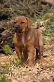TOSA INU 440